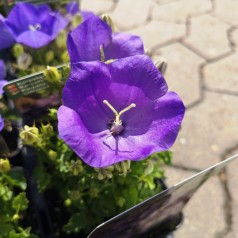 Campanula carpatica Perla Blue / Karpaterklokke