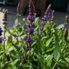 Salvia nemorosa Ostfriesland / Salvie