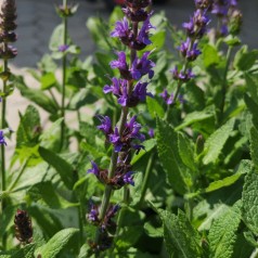 Salvia nemorosa Ostfriesland / Salvie