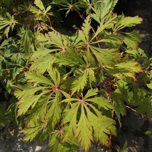Acer japonicum Aconitifolium / Viftebladet Løn