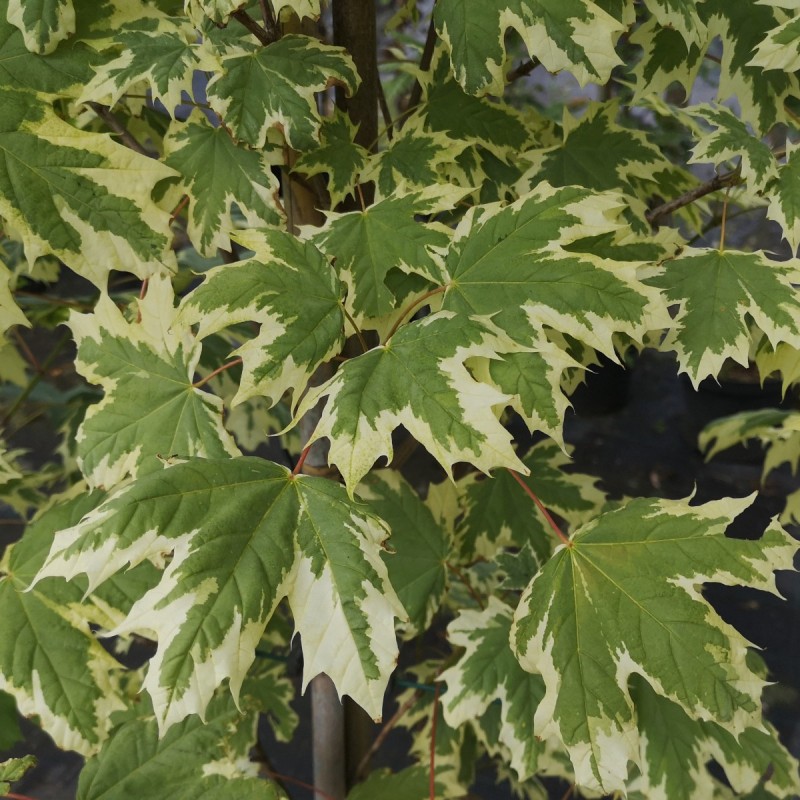 Acer platanoides Drummondii