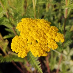 Achillea filipendulina Coronation Gold