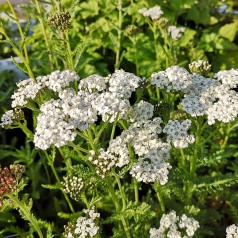 Achillea millefolium New Vintage White