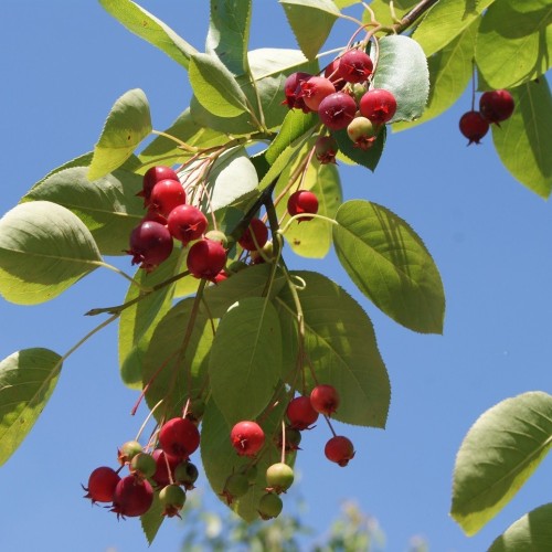 Amelanchier arborea Robin Hill - Bærmispel / stamme 120 cm.