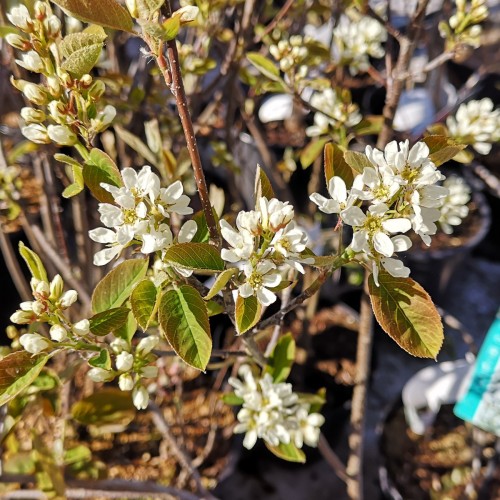 Amelanchier spicata