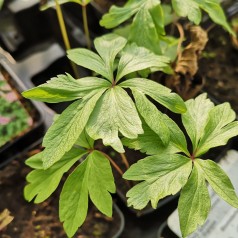 Anemone ranunculoides - Anemone