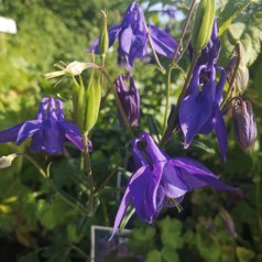 Aquilegia alpina / Alpeakeleje