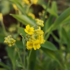 Aurinia saxatilis Goldkugel / Guldslør