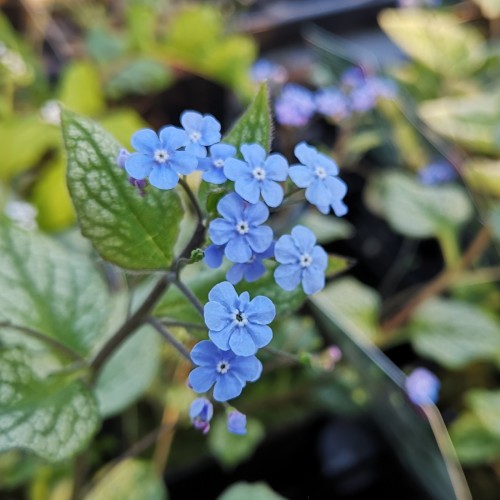 Brunnera macrophylla Alexanders Great / Kærmindesøster