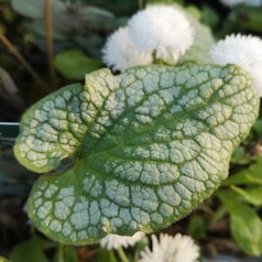 Brunnera macrophylla Alexanders Great / Kærmindesøster