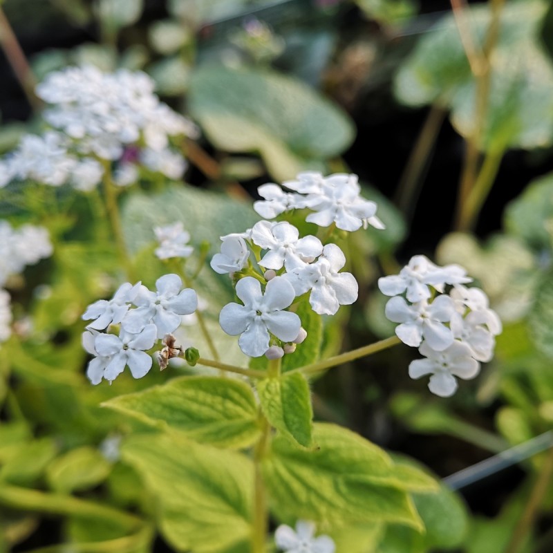 Brunnera macrophylla Betty Bowring - Kærmindesøster