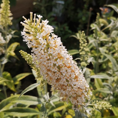 Buddleja davidii White Ball / Sommerfuglebusk