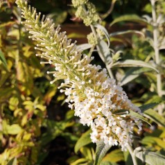 Buddleja davidii White Ball / Sommerfuglebusk