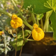 Calceolaria biflora Goldcap / Dværg Tøffel