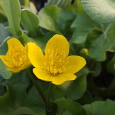 Caltha palustris / Engkabbeleje