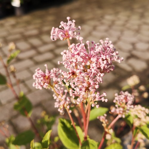 Ceanothus pallidus Marie Simon / Amerikansk Syren