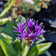 Centaurea montana Grandiflora / Knopurt