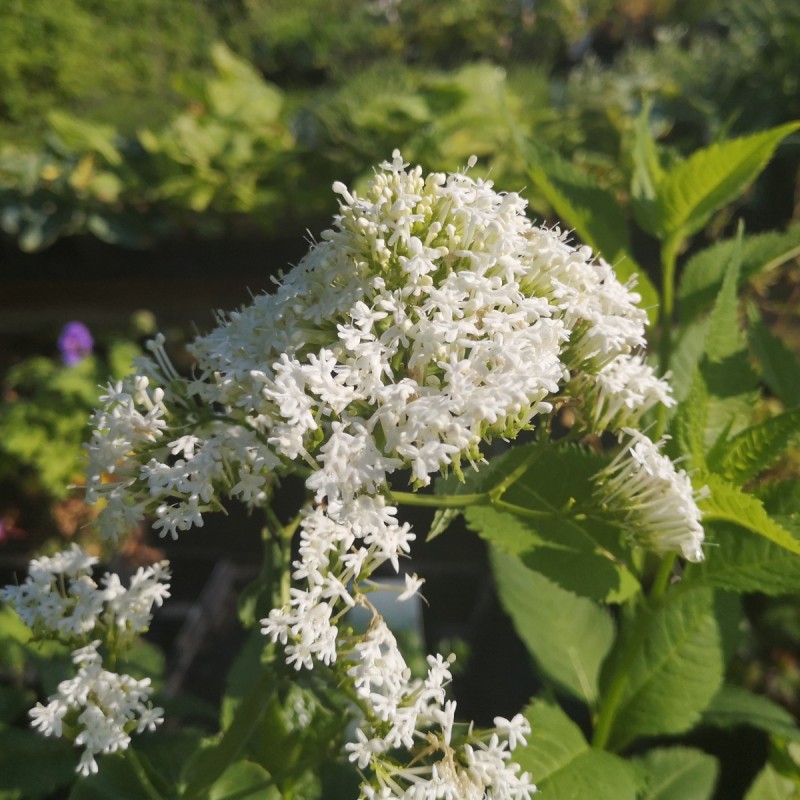 Centranthus ruber Albus / Sporebaldrian