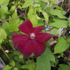 Clematis Rouge Cardinal / Klematis