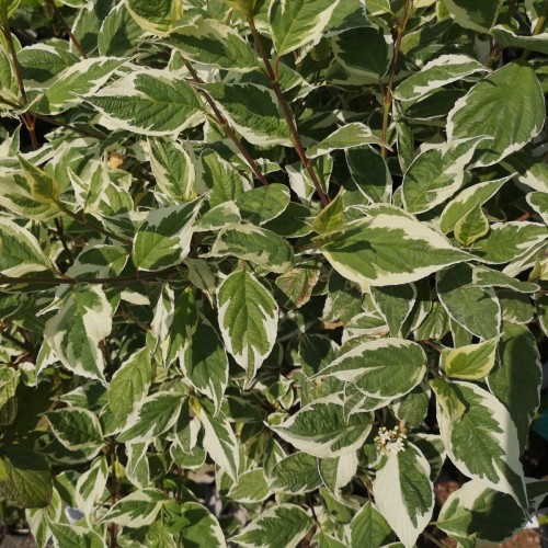 Hvidbroget Kornel 50-80 cm. - Bundt med 10 stk. barrodsplanter - Cornus alba Elegantissima _
