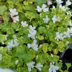 Cymbalaria muralis Alba / Torskemund