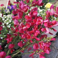 Cytisus scoparius Boskoop Ruby / Rød Gyvel