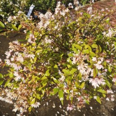 Deutzia Yuki Cherry Blossom - Lille Stjernetop
