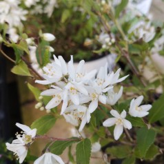 Deutzia Yuki Snowflake - Lille Stjernetop