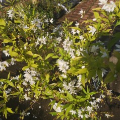 Deutzia Yuki Snowflake - Lille Stjernetop