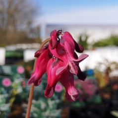 Dicentra hybrid King of Heart - Småhjerte