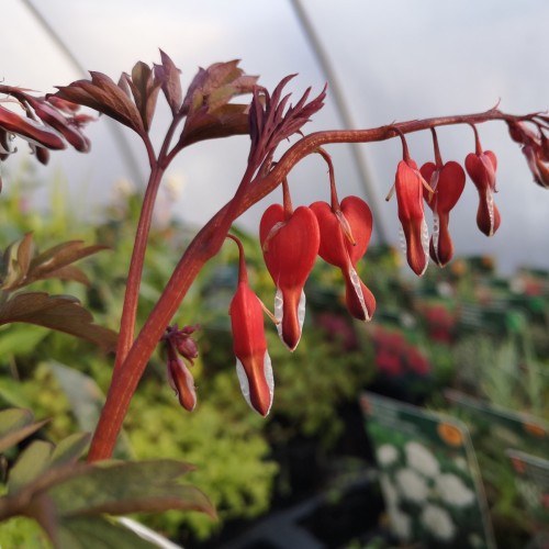 Dicentra spectabilis Valentine / Løjtnantshjerte