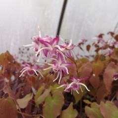 Epimedium grandiflorum Dark Beauty / Bispehue