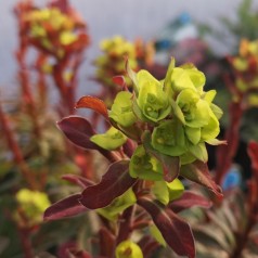 Euphorbia amygdaloides Purpurea / Vortemælk