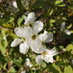 Exochorda racemosa Niagara - Perlebusk
