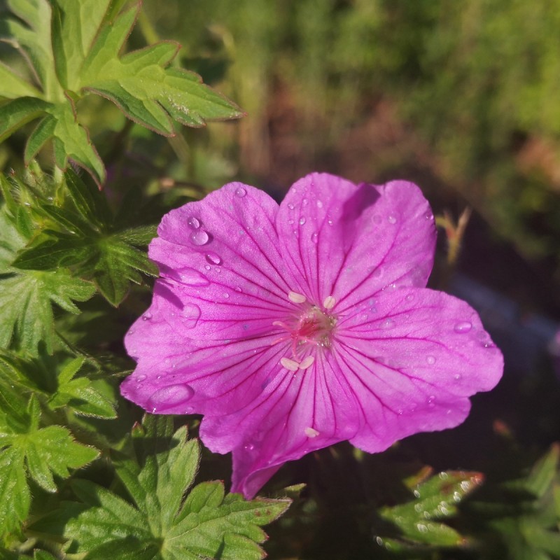 Geranium hybrid Blushing Turtle - Storkenæb