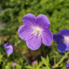 Geranium hybrid Brookside - Storkenæb