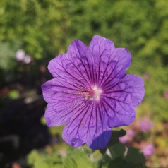 Geranium platypetalum / Storkenæb