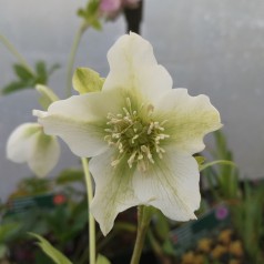 Helleborus hybrid White Lady / Julerose