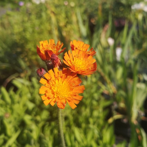 Hieracium aurantiacum - Pomeranshøgeurt