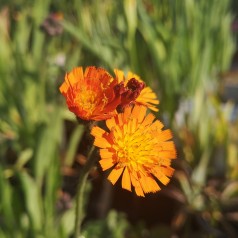 Hieracium aurantiacum - Pomeranshøgeurt