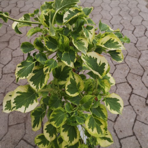 Hydrangea anomala petiolaris Miranda - Gulrandet klatrehortensia