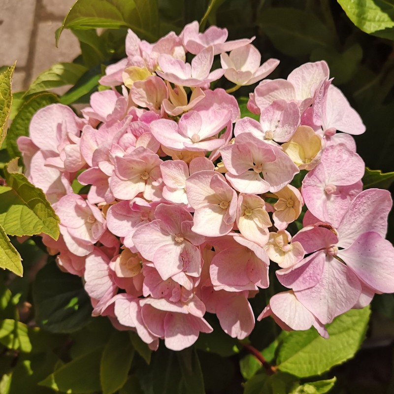 Hydrangea macrophylla Ayesha / Hortensia