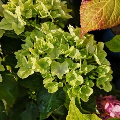 Hydrangea macrophylla Magical Coral / Hortensia