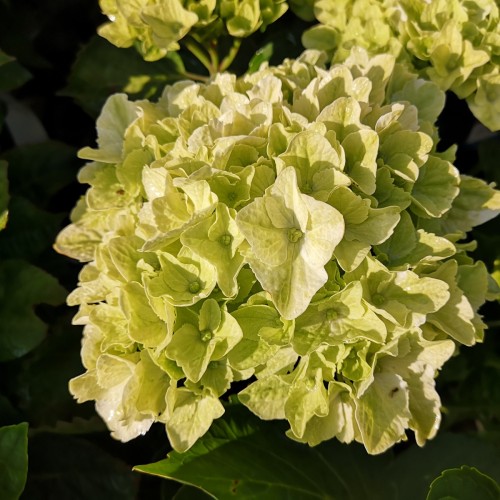 Hydrangea macrophylla Magical Coral / Hortensia