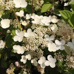 Hydrangea paniculata Early Sensation - Syrenhortensia