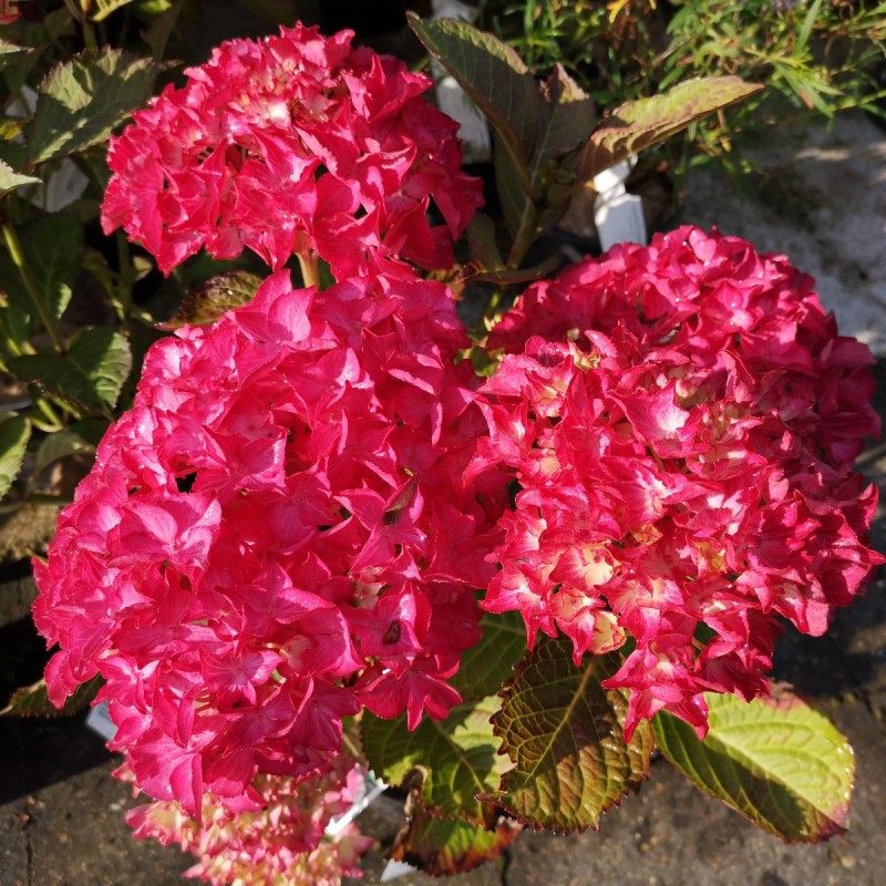 Hydrangea serrata Preziosa / Hortensia Hydrangea serrata Preziosa / Hortensia