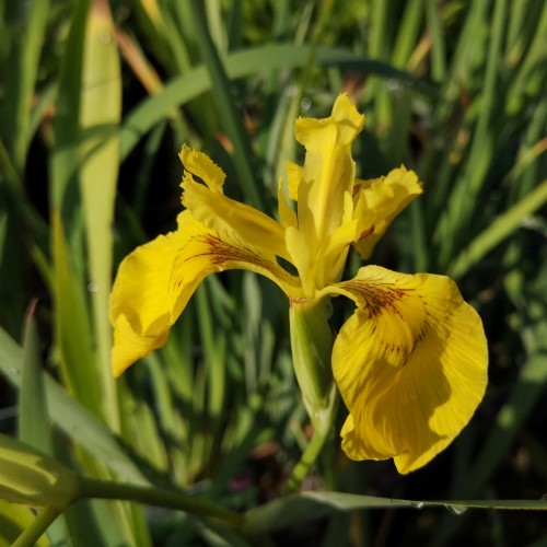 Iris pseudacorus / Gul Sværdlilje