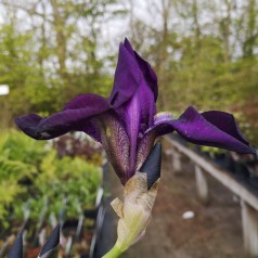 Iris germanica Sable / Iris