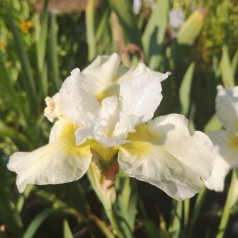 Iris sibirica Snow Queen / Sibirisk Iris