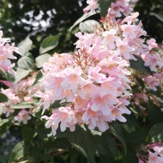 Kolkwitzia amabilis - Dronningebusk